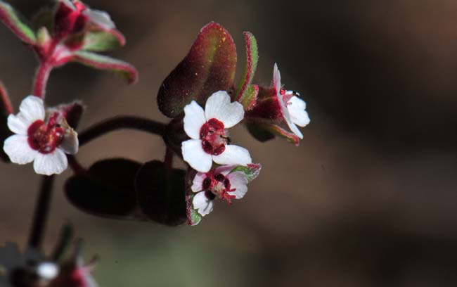 Chamaesyce melanadenia, Red-gland Sandmat